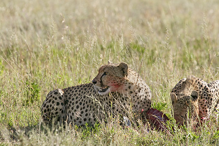 Cheetah Cinonnyx十月刊食物场地野生动物假期猎物动物捕食者猎豹图片