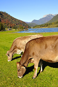蒂罗尔的奶牛天空山脉牛奶动物晴天蓝色树木牧场农田草原图片