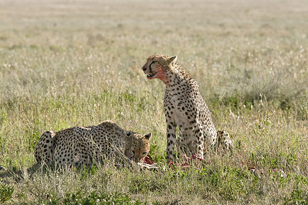 Cheetah Cinonnyx十月刊假期捕食者场地动物猎豹野生动物食物猎物图片