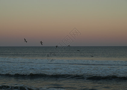 鸟过水海滩蓝色航班海浪野生动物飞行天空支撑图片