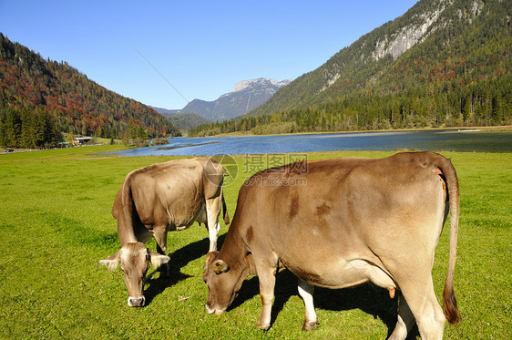 蒂罗尔的奶牛哺乳动物晴天草地蓝色奶制品森林农田丘陵场地天空图片