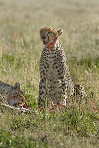 Cheetah Cinonnyx十月刊猎物食物野生动物假期场地动物猎豹捕食者图片