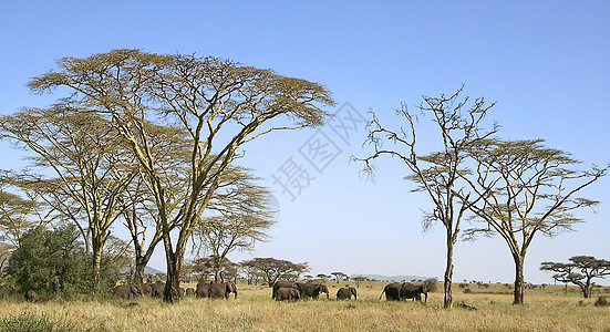 坦萨塞伦盖蒂国家公园大象动物假期场地野生动物象牙背景图片