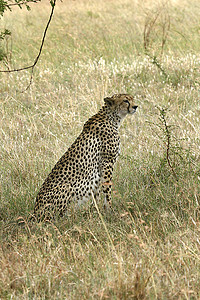 Cheetah Cinonnyx十月刊捕食者猎豹假期野生动物动物场地图片