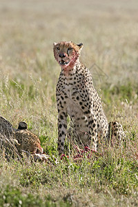 Cheetah Cinonnyx十月刊猎物动物捕食者猎豹假期野生动物食物场地图片