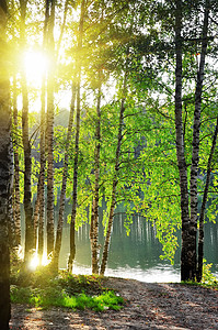 夏林中的树枝环境木头太阳公园阴影远足日落踪迹森林丛林图片