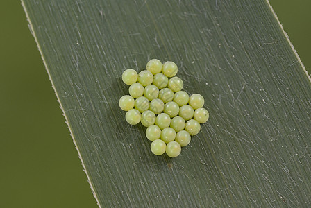 动物卵绿色植物昆虫幼虫宏观绿色形式叶子图片