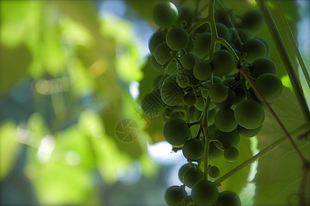 绿色葡萄和叶叶背景背景图片