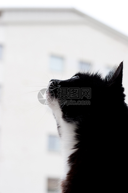 猫咪仰望天空图片