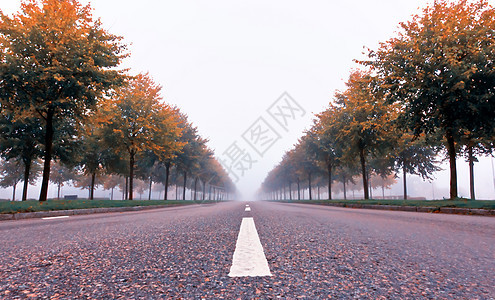 秋季之路公园叶子树木场景车道小路树叶棕色季节薄雾图片