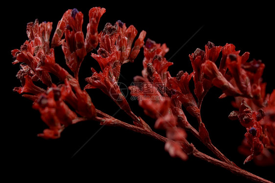 红色花束香水香味叶子宏观黑色植物群花园阴影植物火烈鸟图片