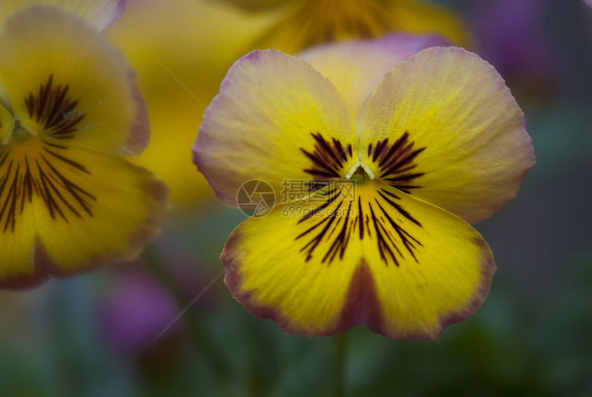 在乐园中的黛西鲜花花瓣花朵叶子粳稻女士玫瑰展示植物学植物群花束图片