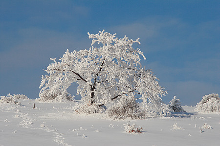 霜冻圣诞树图片