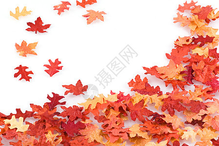 秋叶背景叶子白色树叶季节季节性背景图片