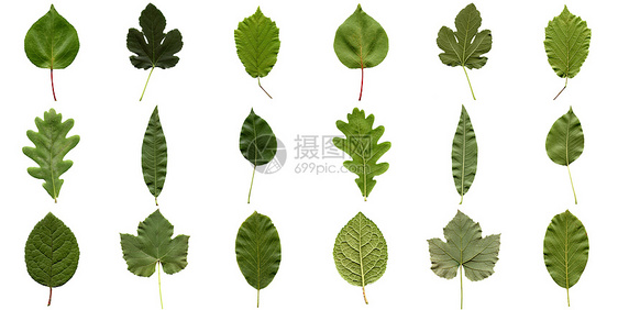 树叶拼贴白色植物榛子植被绿色叶子核桃橡木图片