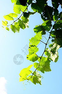 树叶和阳光照亮的天空植物学植物日落蓝色季节太阳木头花园植物群森林图片