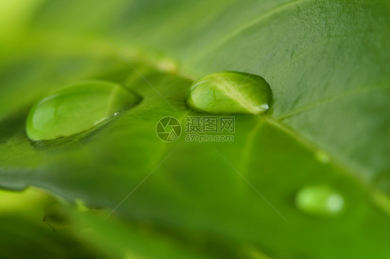 水滴叶子绿色自然植物宏观图片