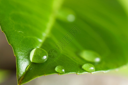 水滴石头绿色植物叶子自然宏观图片