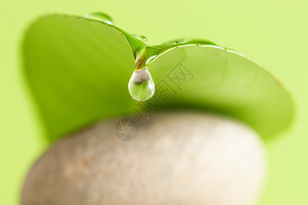 水滴植物叶子自然石头绿色宏观图片