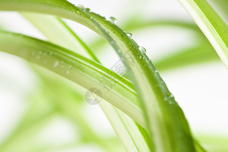 水滴绿色自然植物宏观叶子图片