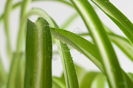水滴绿色植物宏观自然叶子图片
