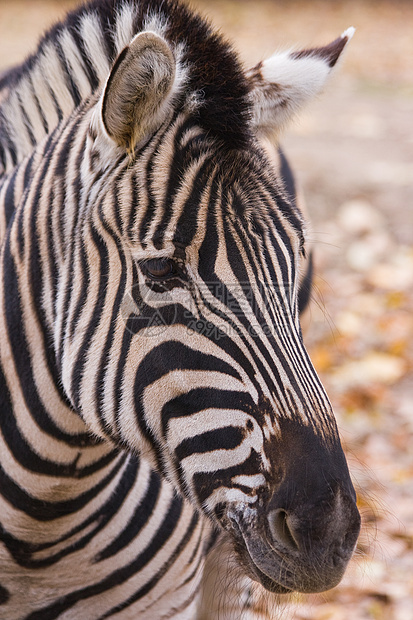 斑马肖像野生动物鬃毛平原马属动物宏观荒野黑色白色条纹图片