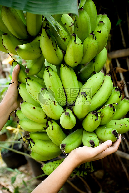 香蕉香蕉收获图片