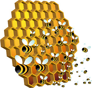 蜜蜂蜂巢插图蜂蜜白色飞行夹子昆虫黄色金子梳子图片