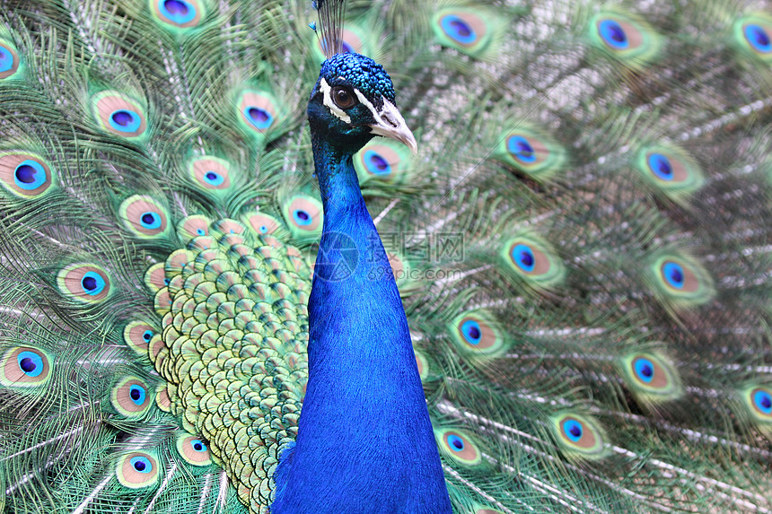 孔雀身体美丽黄色眼睛尾巴荒野野生动物羽毛圆圈蓝色图片