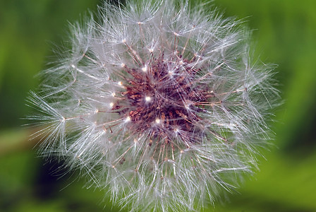 达当量杂草白色植物群植物种子图片