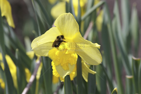 大黄蜂传花花群落柱头蜜蜂植物订金施肥胚珠图片