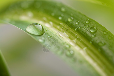 水滴宏观绿色自然叶子植物图片