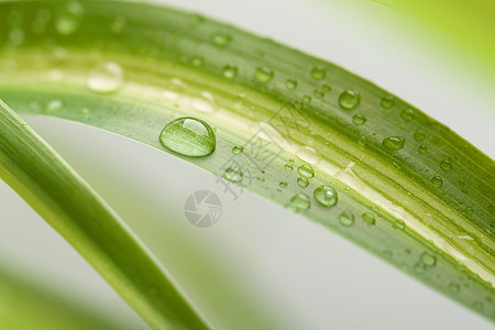 水滴宏观自然叶子植物绿色背景图片
