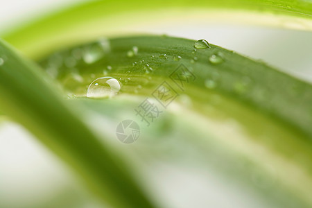 水滴叶子植物宏观绿色自然图片