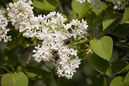 大黄蜂传花花胚珠施肥柱头群落植物订金蜜蜂图片