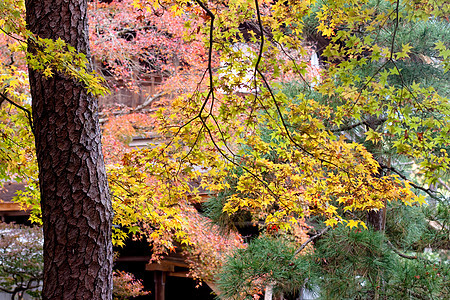 日本秋天花园黄色粉色灰色公园水平花园绿色树叶树干图片