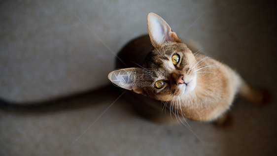 年轻棕褐色阿比西尼猫猫科头发生活晶须冒充警觉荒野男性宠物毛皮图片