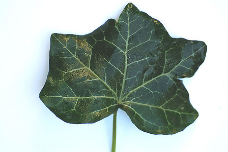 Ivy 叶叶背景图片