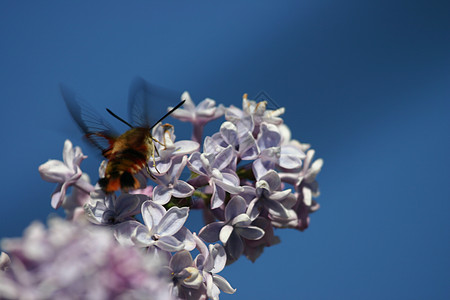 蜂蜂蜜蜂昆虫花朵野生动物植物背景图片