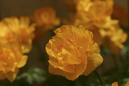 紧贴花朵叶子橙花美丽绿色图案植物花坛黄色橙子花卉图片