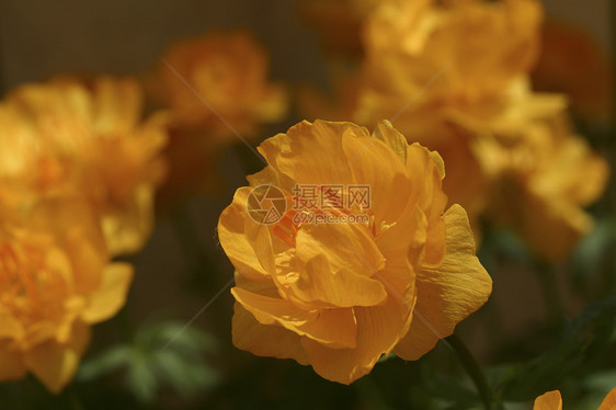 紧贴花朵叶子橙花美丽绿色图案植物花坛黄色橙子花卉图片