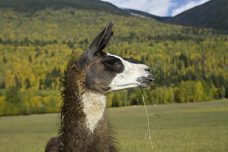 Llama 特征简介图片