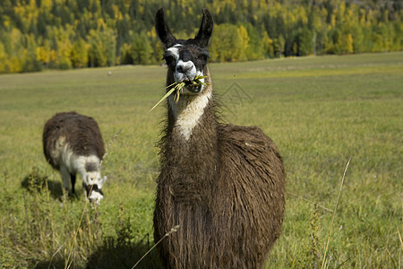 两个Llamas在一个田野中图片