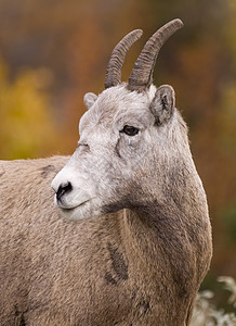 洛基山大角羊母羊野生动物颜色羊肉牛角内存图片