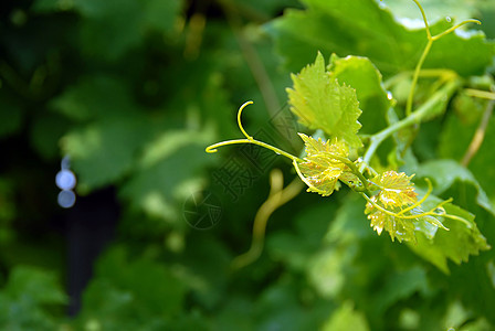 藤叶叶子葡萄园团体爬行者植物学生长植物群晴天花园藤蔓图片