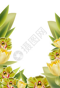 鲜花叶子艺术插图绿色兰花季节性花朵树叶郁金香白色图片