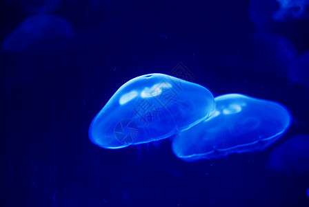 水母鱼野生动物潜水海洋水族馆蓝色海蜇图片