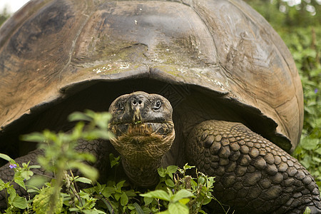 巨型加拉帕戈斯动物海滩野生动物巨龟保护区环境保护图片