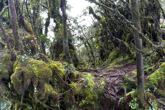 世界最古老的摩西森林高地植物丛林植物学雨林林地苔藓树叶环境树木图片