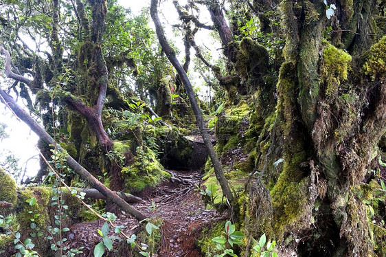 世界最古老的摩西森林树干植物学菌类雨林丛林高地风景树木模具热带图片